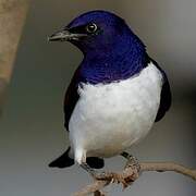 Violet-backed Starling
