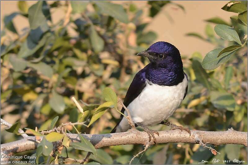 Violet-backed Starling male adult, aspect