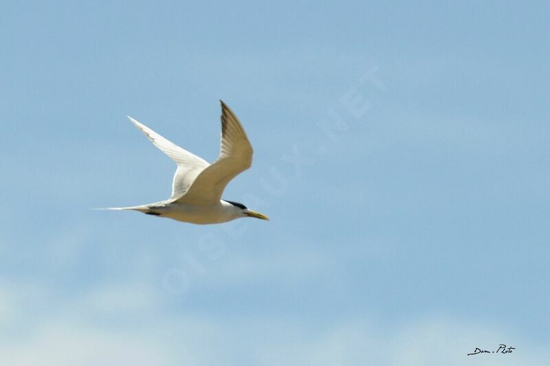 Greater Crested Tern