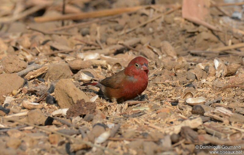 Red-billed Firefinch male
