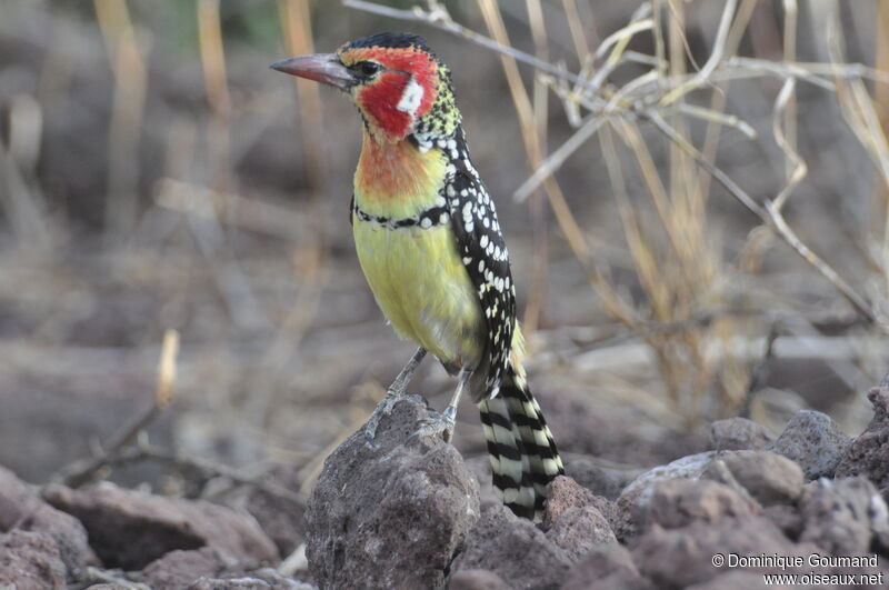 Red-and-yellow Barbet male adult