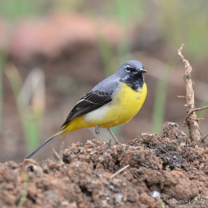Grey Wagtail male adult