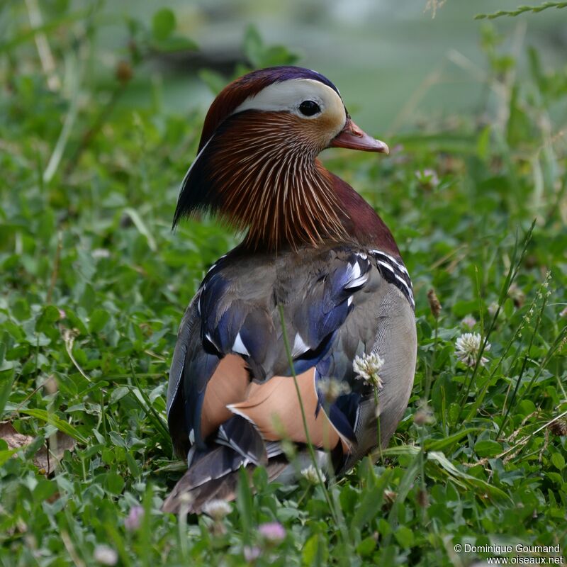 Mandarin Duck male adult breeding