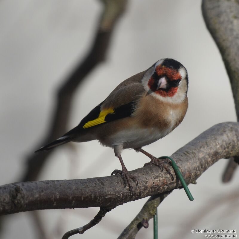 European Goldfinch female adult breeding