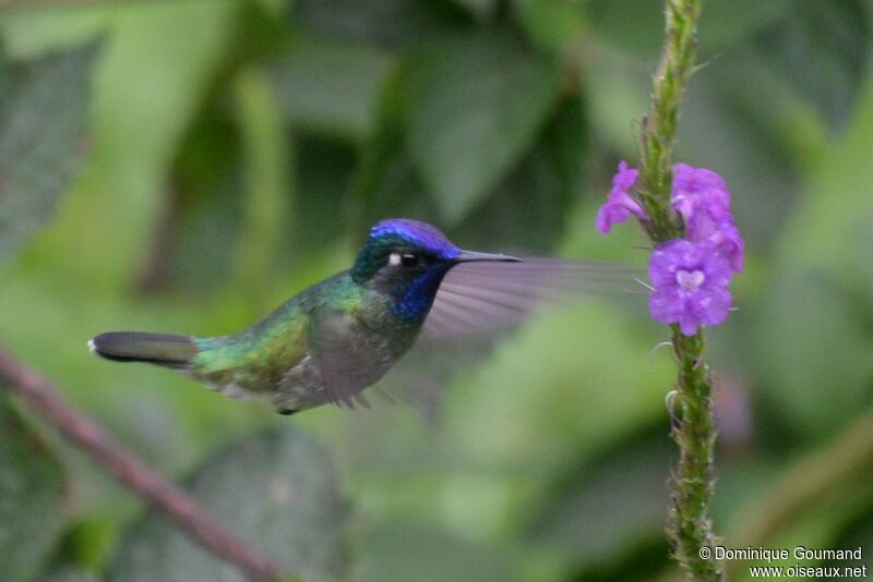 Violet-headed Hummingbird male adult
