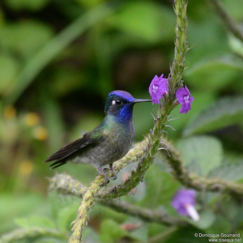 Violet-headed Hummingbird male adult