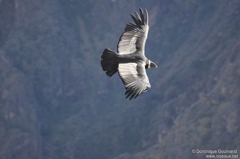 Andean Condor female adult