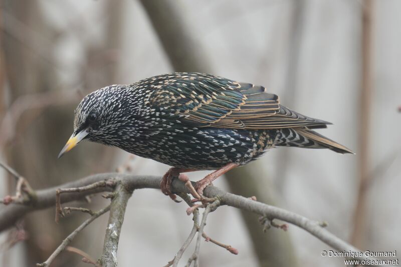 Common Starling male adult