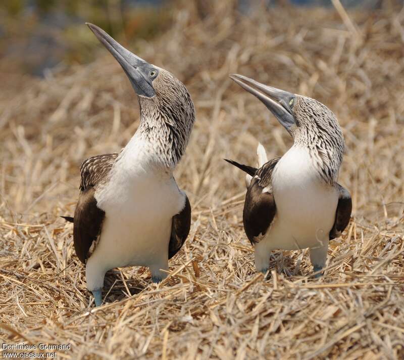 Blue-footed Boobyadult, pigmentation