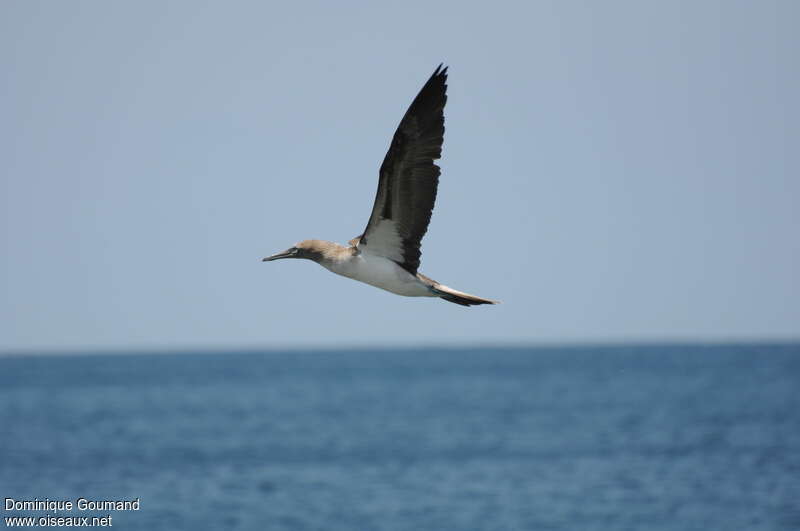 Blue-footed Booby, Flight