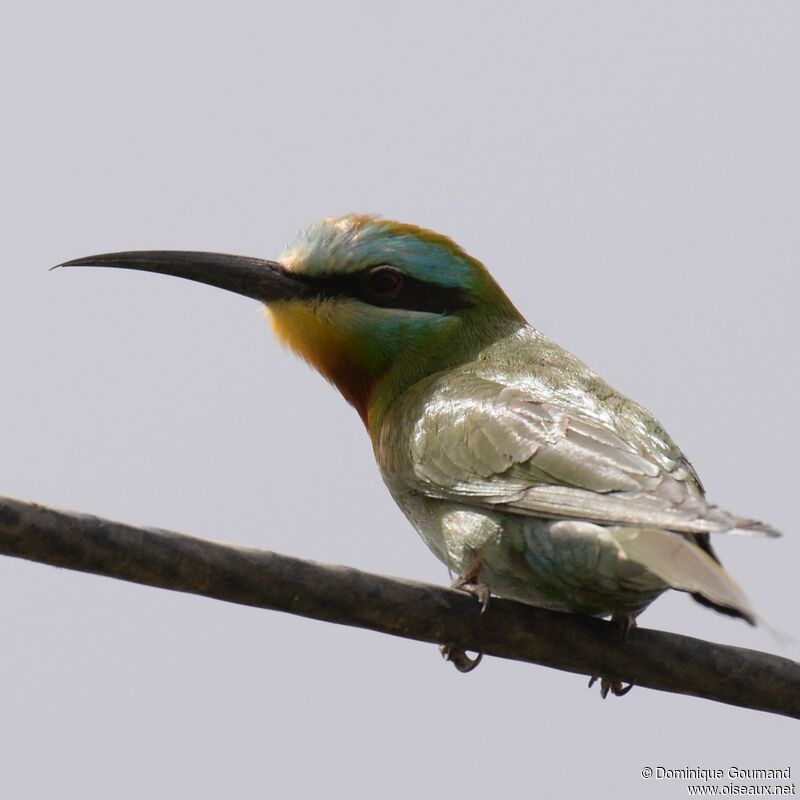 Blue-cheeked Bee-eater male adult