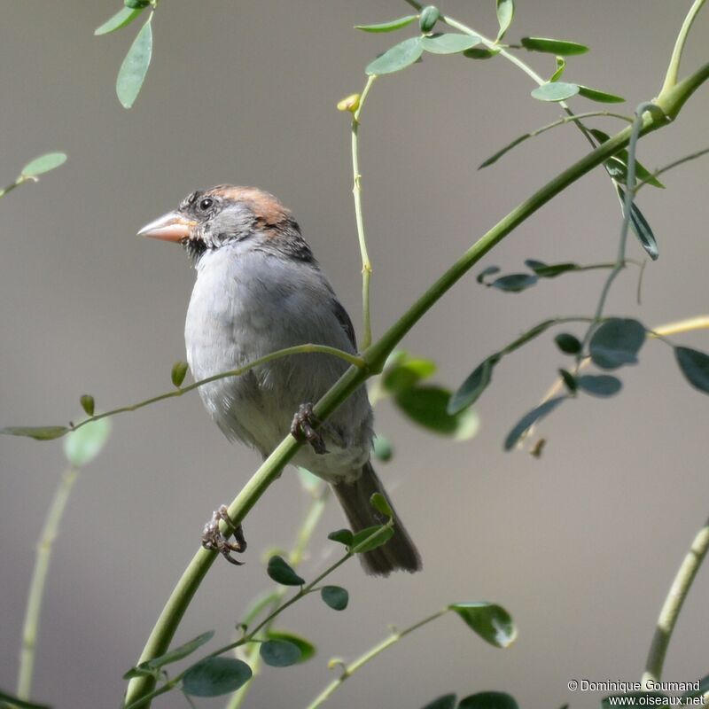 Iago Sparrow male adult post breeding