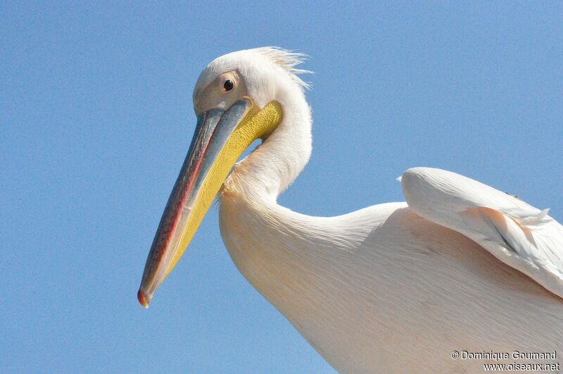 Great White Pelican male