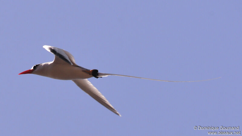 Red-billed Tropicbird male adult