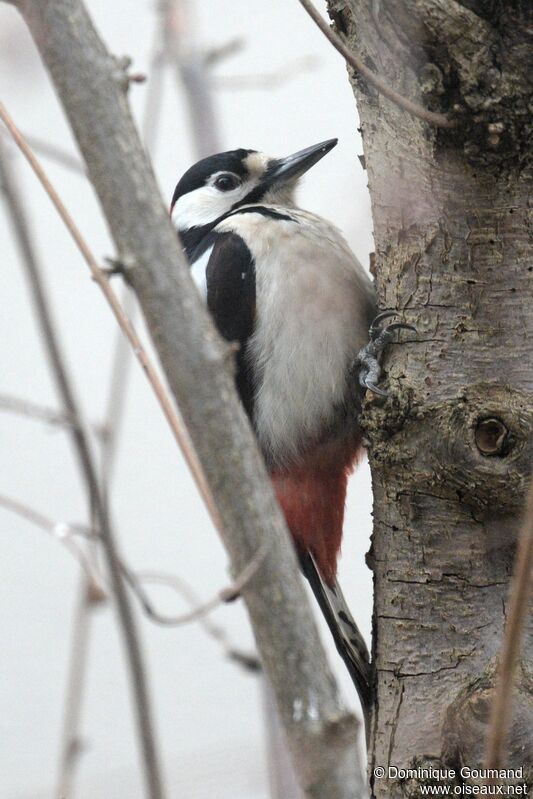 Great Spotted Woodpecker male adult