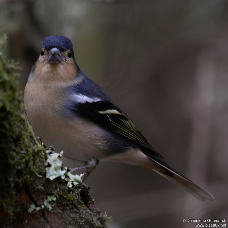 Canary Islands Chaffinch male adult