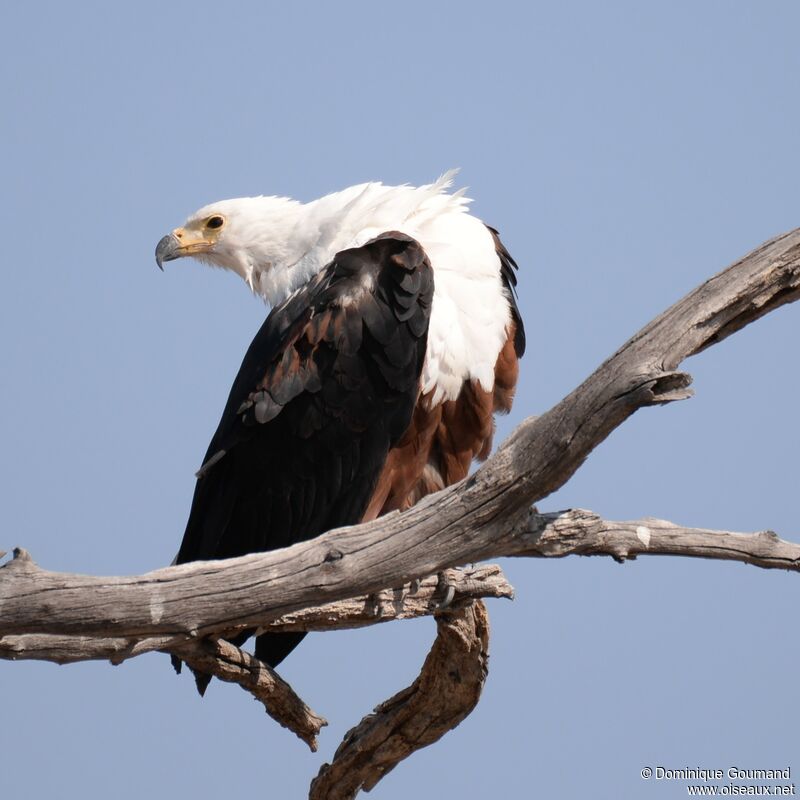 African Fish Eagle
