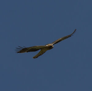 Booted Eagle 
&copy; Dominique Marques