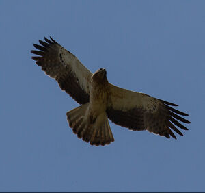 Booted Eagle 
&copy; Dominique Marques