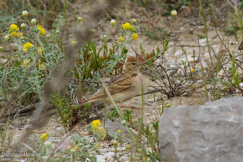 Greater Short-toed Lark male First year, identification, camouflage