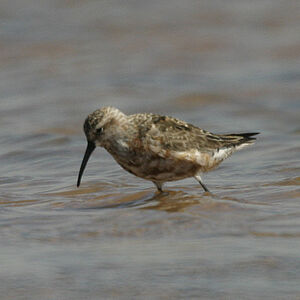 Curlew Sandpiper