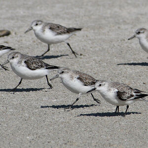 B�casseau sanderling