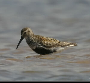 Dunlin 
&copy; Dominique Marques