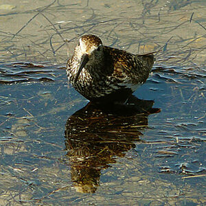 Dunlin 
&copy; Dominique Marques