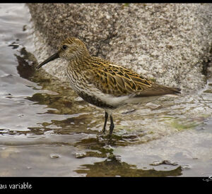 Dunlin 
&copy; Dominique Marques