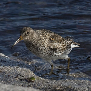 Purple Sandpiper 
&copy; Dominique Marques