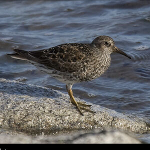 Purple Sandpiper 
&copy; Dominique Marques