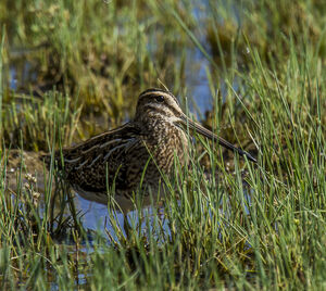 Common Snipe 
&copy; Dominique Marques