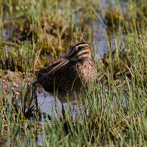 Common Snipe 
&copy; Dominique Marques