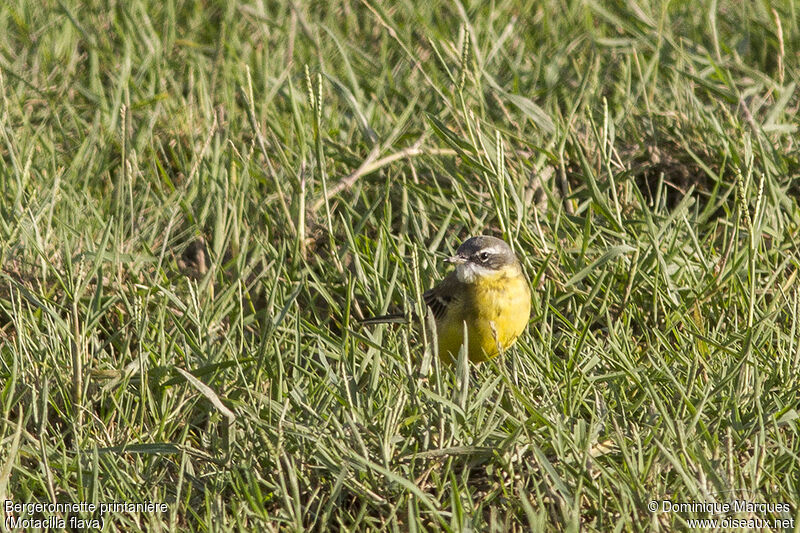 Western Yellow Wagtail male adult post breeding, identification