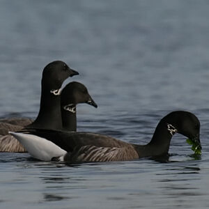 Brant Goose 
&copy; Dominique Marques