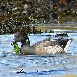 Brant Goose 
&copy; Dominique Marques