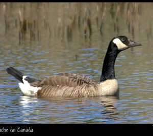 Canada Goose 
&copy; Dominique Marques