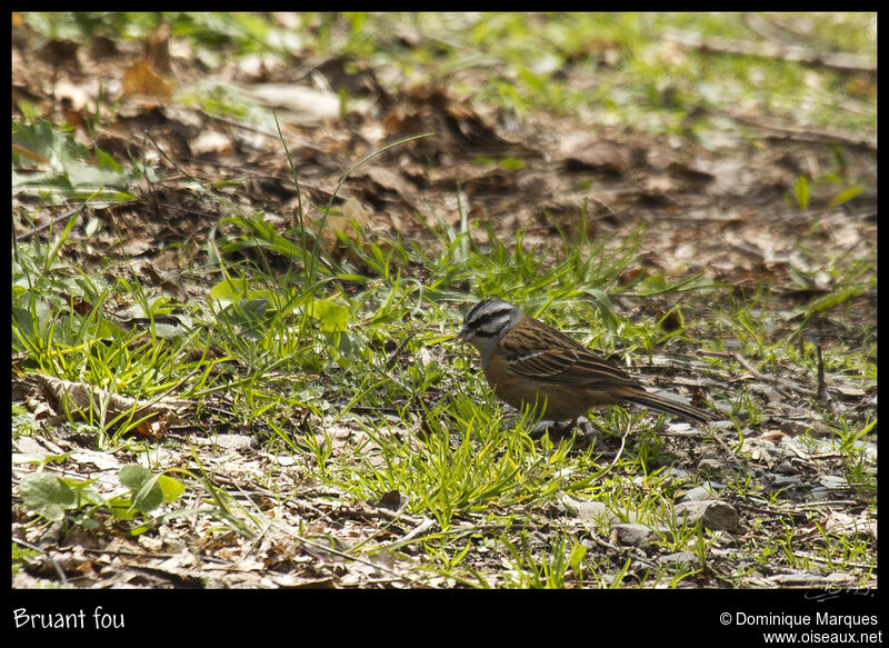 Rock Bunting male adult, identification