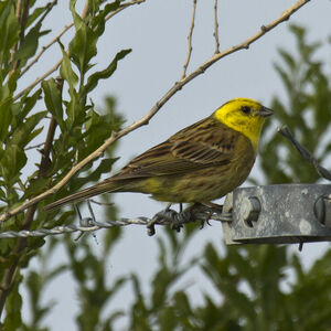 Bruant jaune 
&copy; Dominique Marques