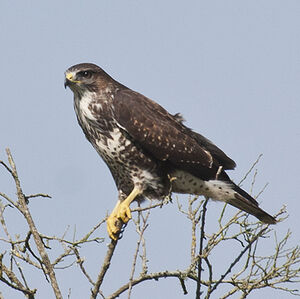 Common Buzzard 
&copy; Dominique Marques