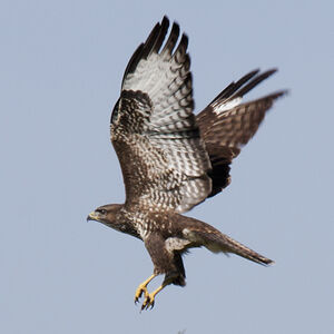 Common Buzzard 
&copy; Dominique Marques