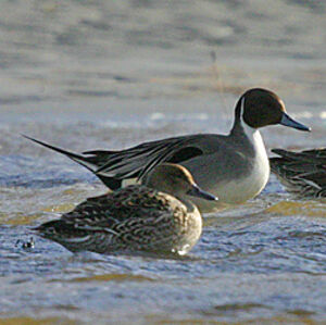 Northern Pintail 
&copy; Dominique Marques