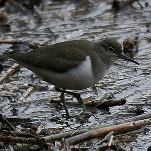 Common Sandpiper