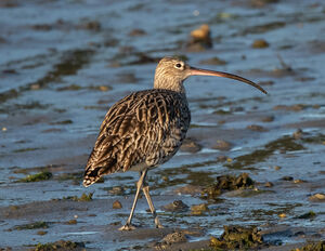 Eurasian Curlew 
&copy; Dominique Marques
