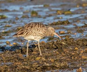 Eurasian Curlew 
&copy; Dominique Marques