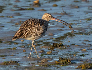 Eurasian Curlew 
&copy; Dominique Marques