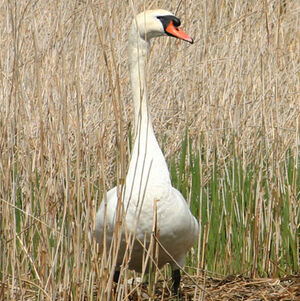 Cygne tubercul�