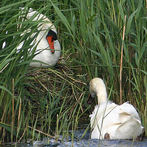 Cygne tubercul�