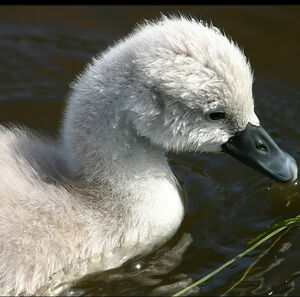 Cygne tubercul�