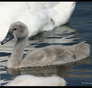 Cygne tubercul�